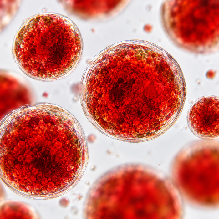 Micro-algue Haematococcus