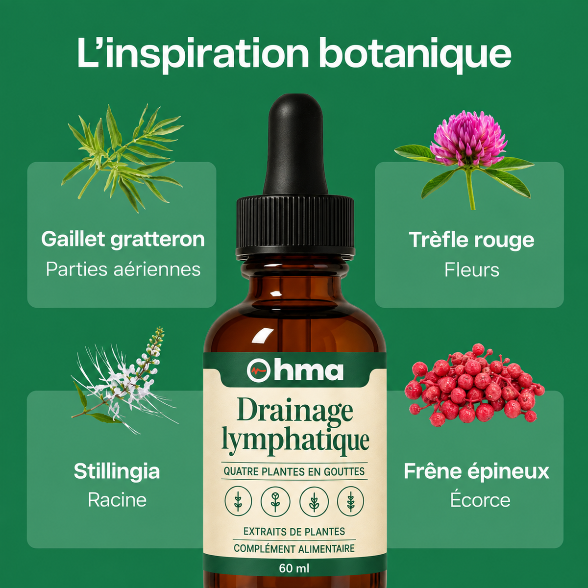 L'inspiration botanique : gaillet gratteron, trèfle rouge, stillingia, frêne épineux